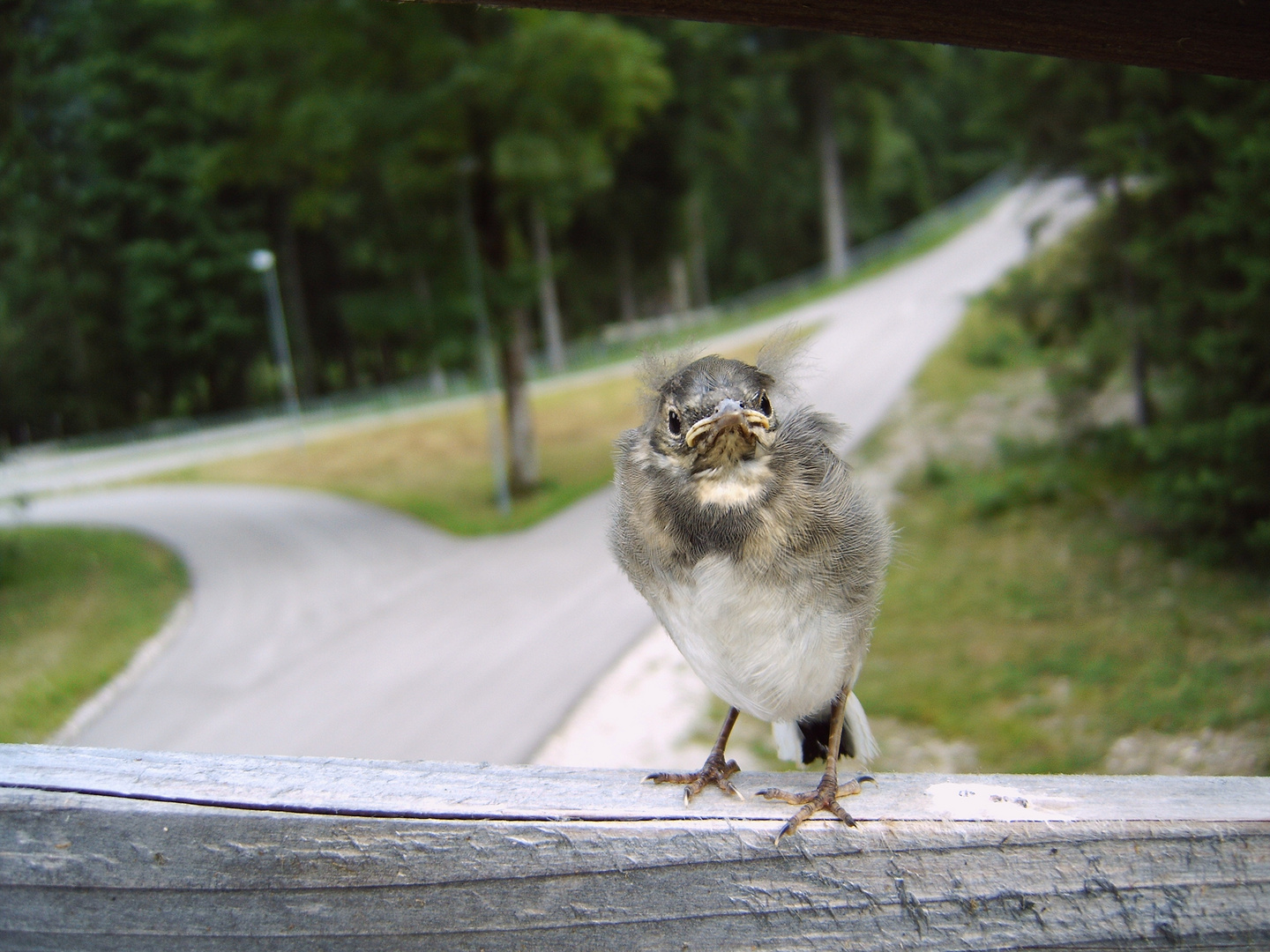 Kleiner frecher Vogel ohne Angst