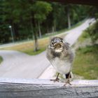 Kleiner frecher Vogel ohne Angst