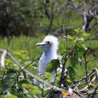 kleiner Fregattvogel