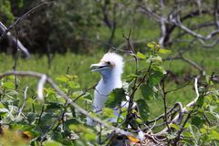 kleiner Fregattvogel