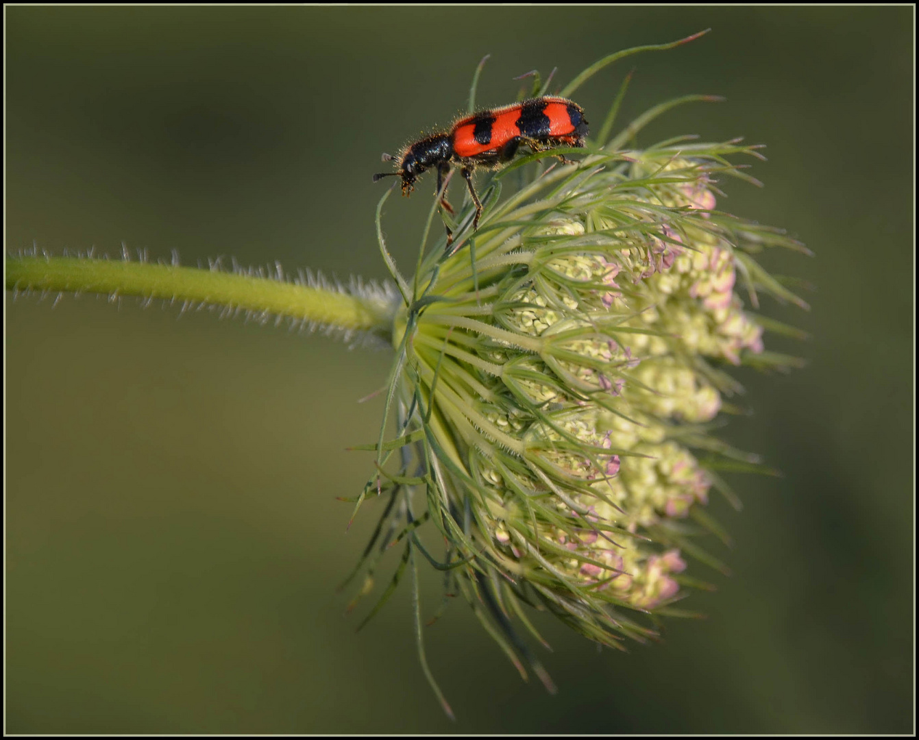 Kleiner Freund