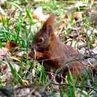 Kleiner Freund am Wegesrand