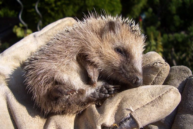 Kleiner Freund im Garten