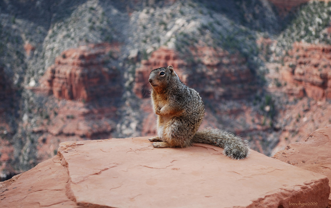Kleiner Freund im Grand Canyon