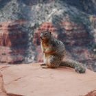 Kleiner Freund im Grand Canyon