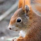 Kleiner Freund im "Großen Garten" Dresden