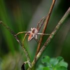 Kleiner Freund im Wald