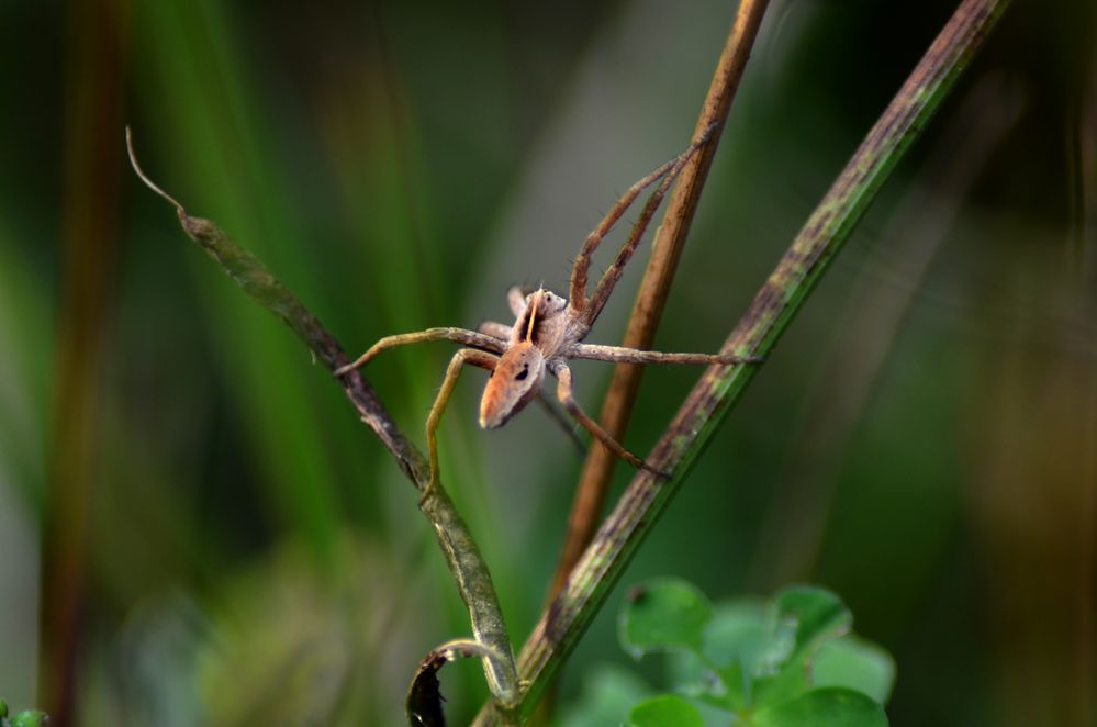 Kleiner Freund im Wald