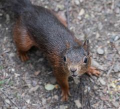 Kleiner Freund (Romberg Park Dortmund)