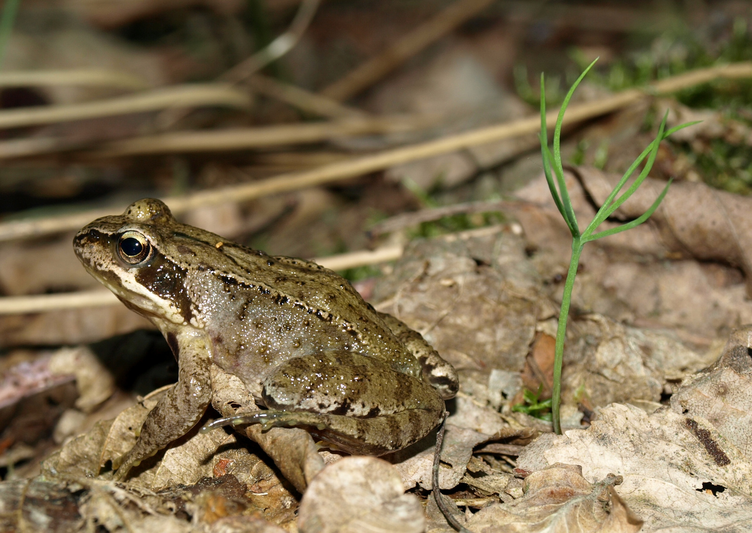 Kleiner Frosch