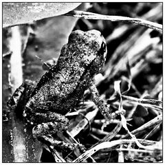 Kleiner Frosch