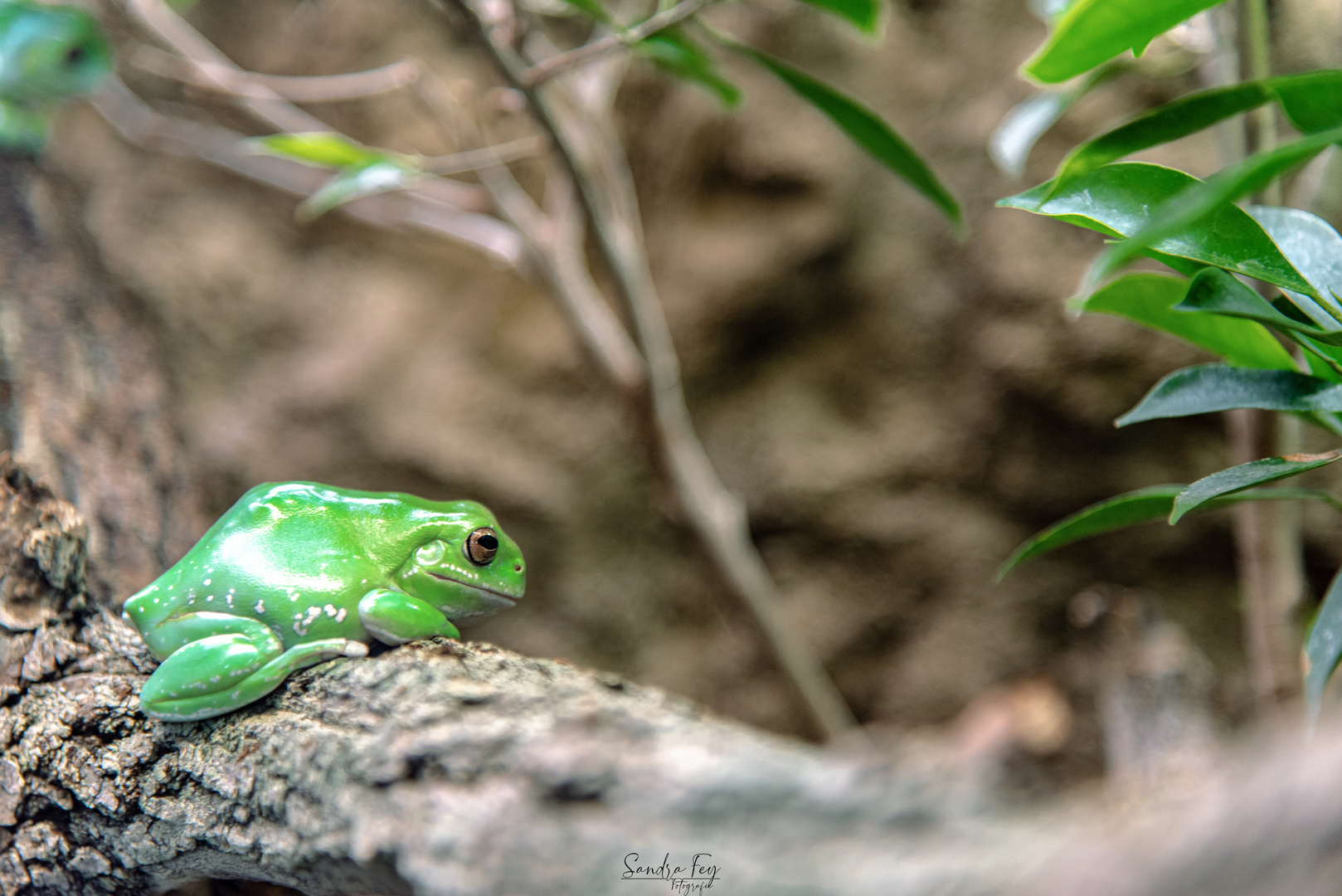 Kleiner Frosch