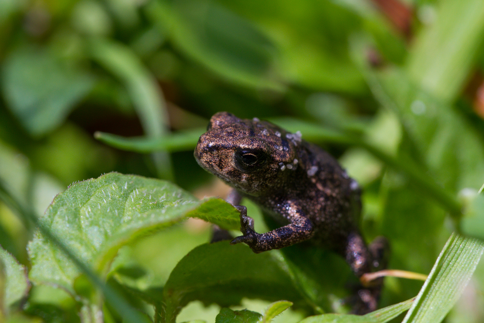 Kleiner Frosch