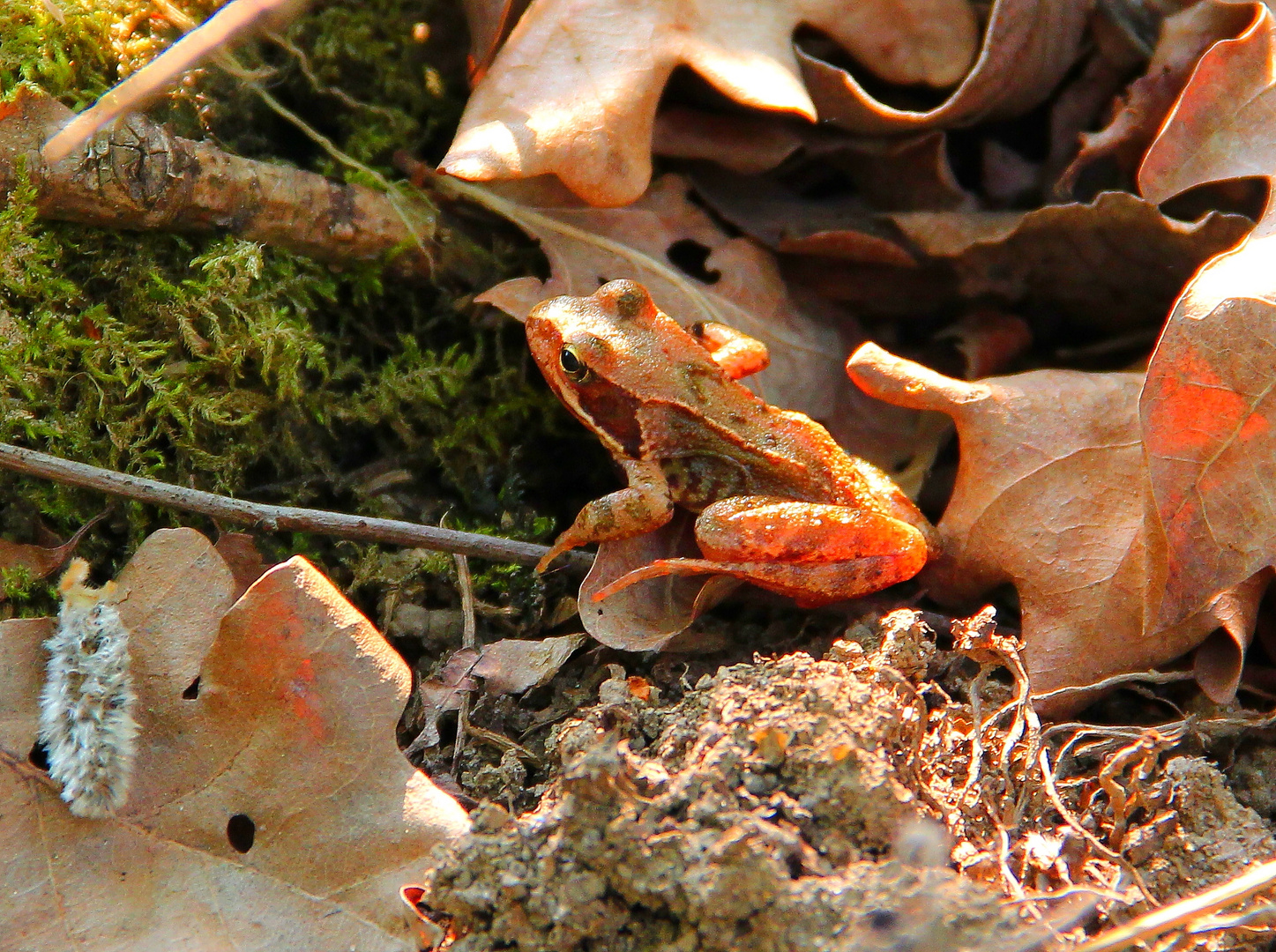 Kleiner Frosch