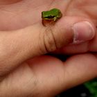kleiner Frosch :)