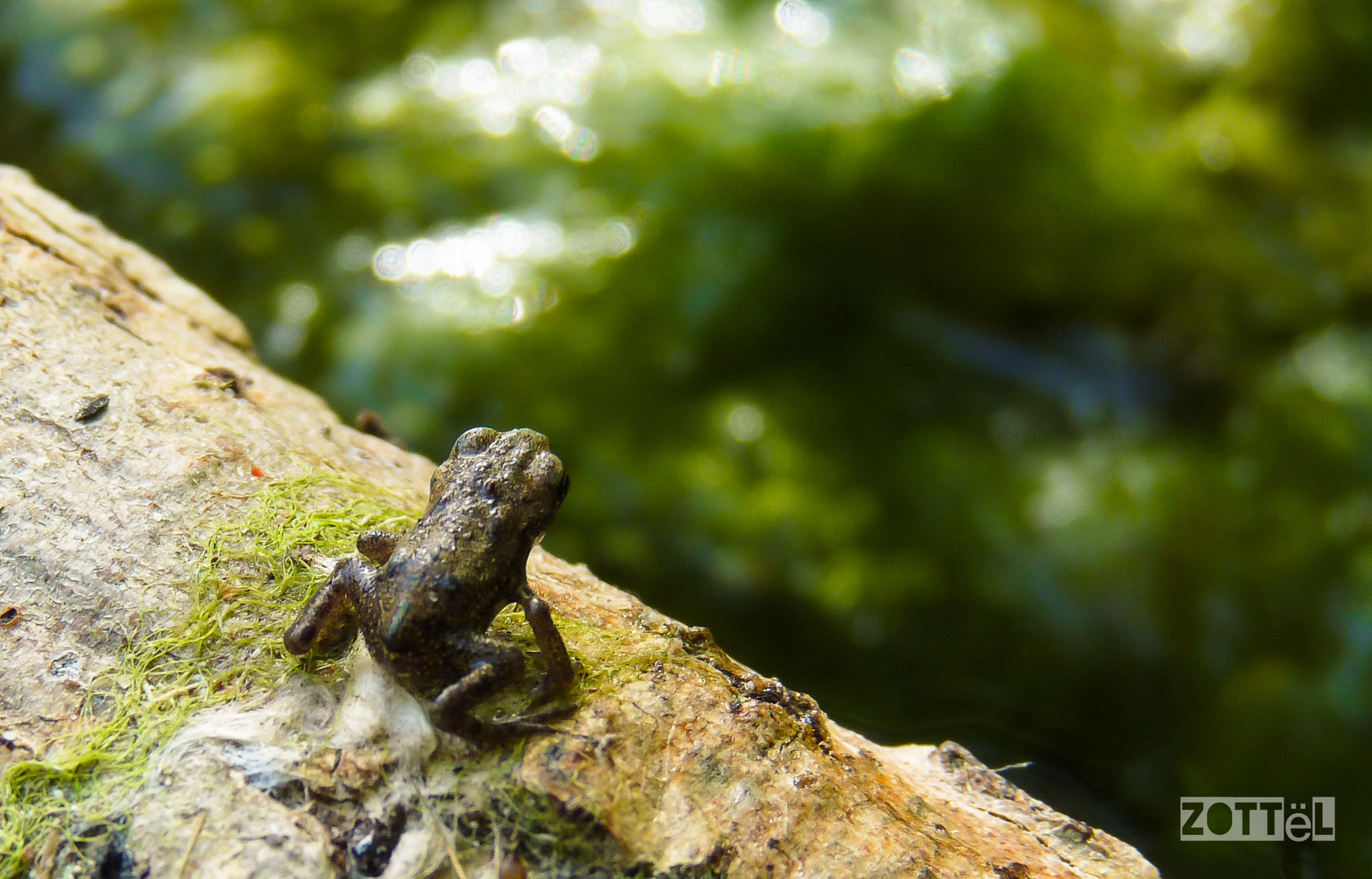 kleiner Frosch