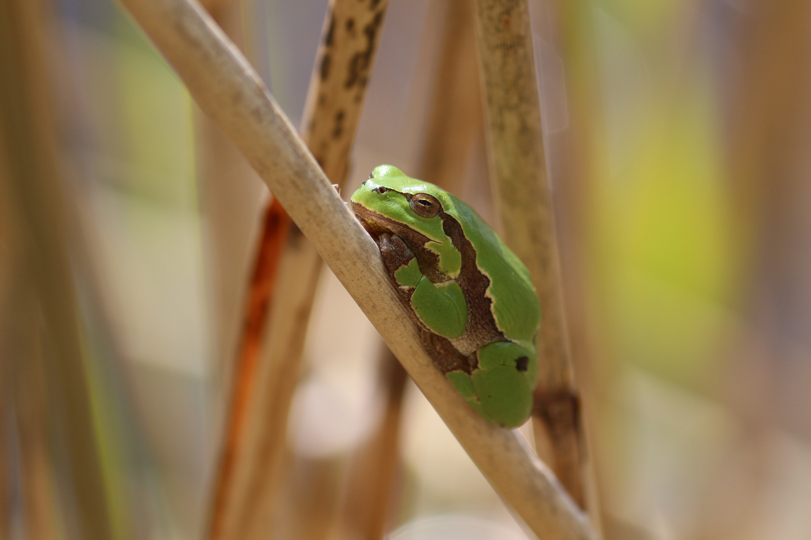 kleiner Frosch