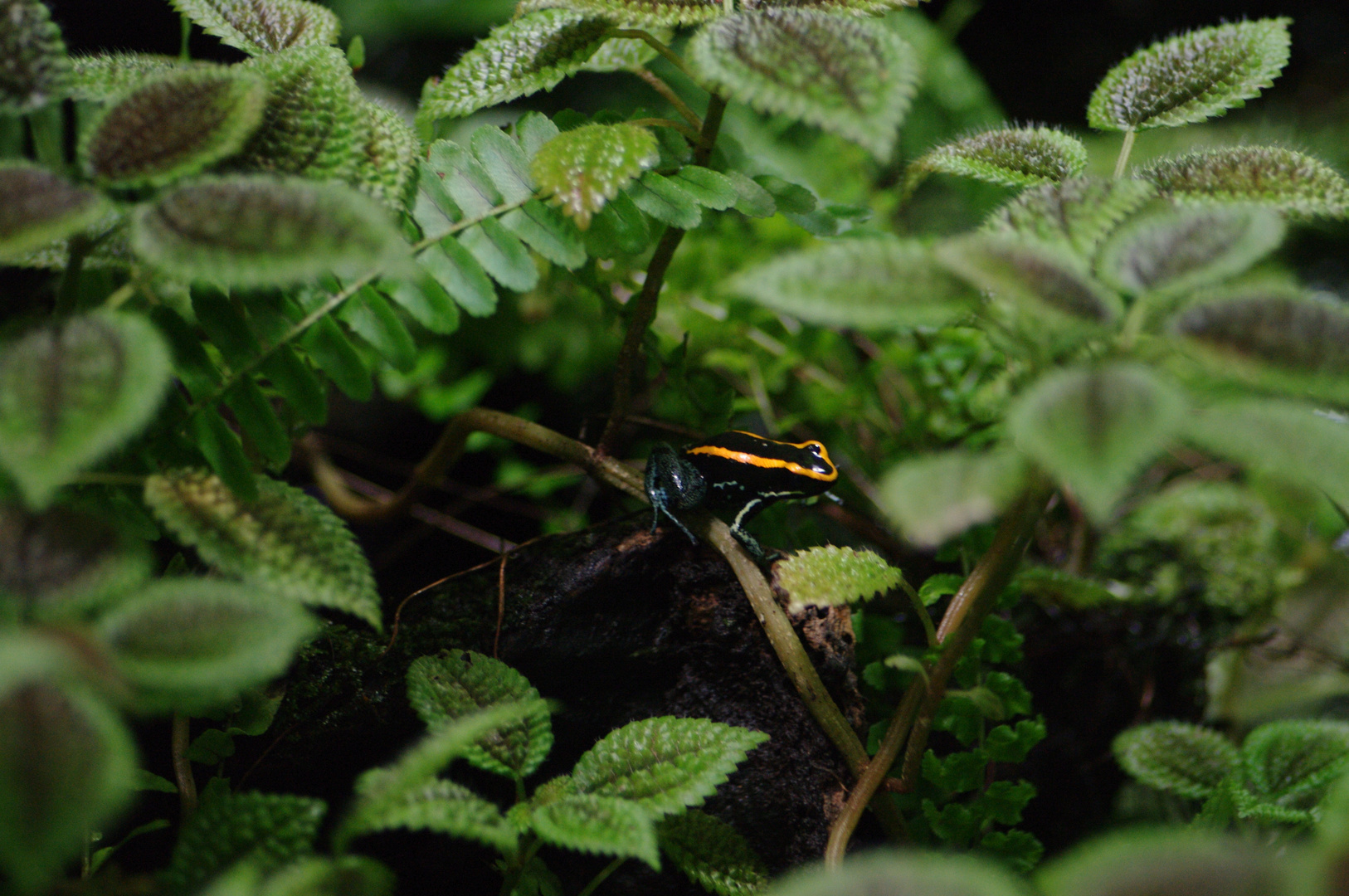 Kleiner Frosch