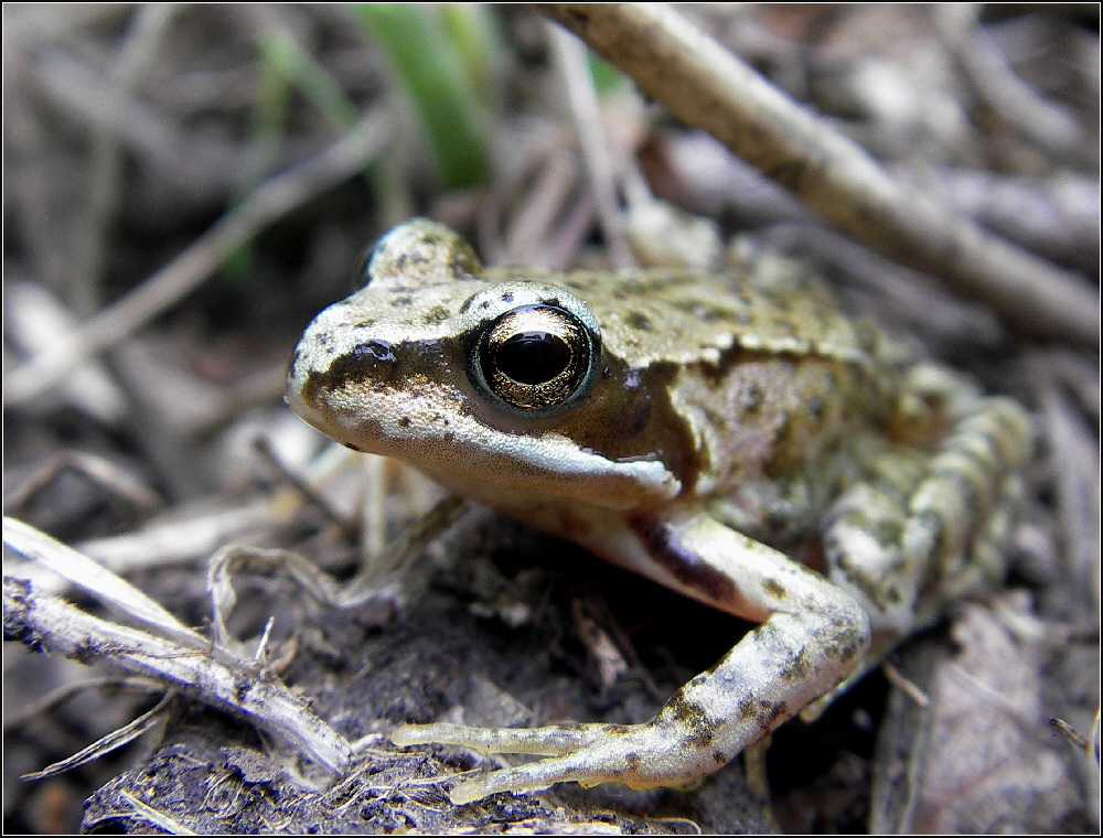 Kleiner Frosch