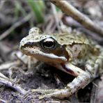 Kleiner Frosch