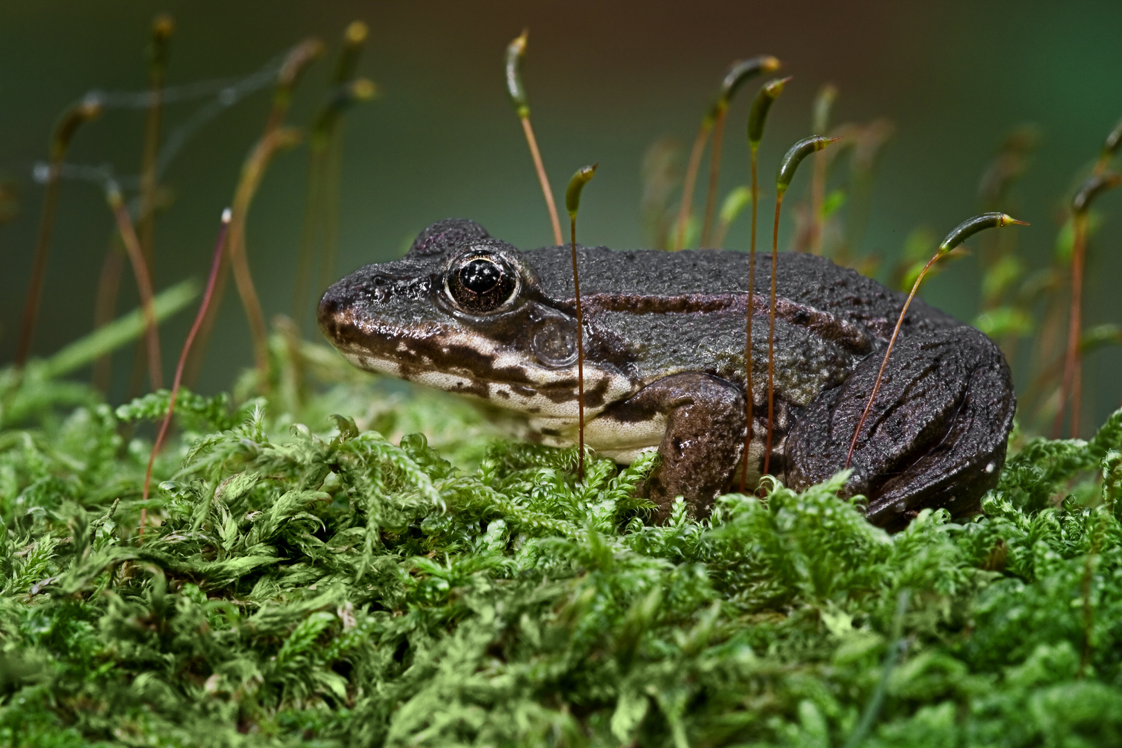 Kleiner Frosch