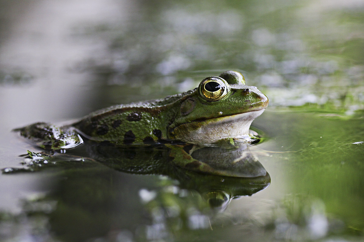 Kleiner Frosch