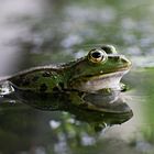 Kleiner Frosch