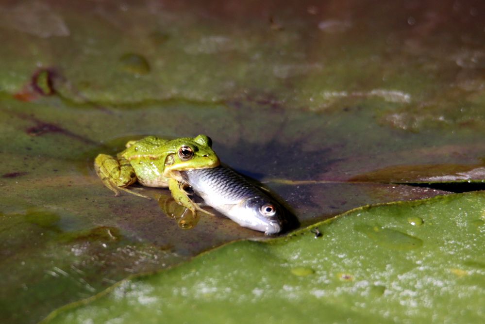 Kleiner Frosch Foto & Bild wasser, teich, natur Bilder auf