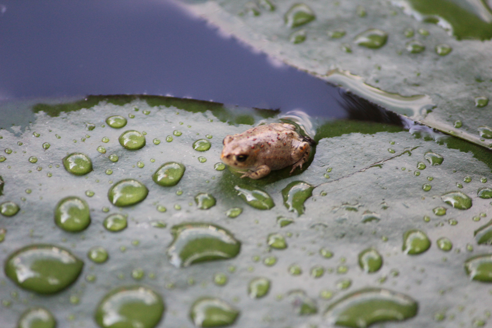 Kleiner Frosch