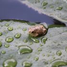 Kleiner Frosch