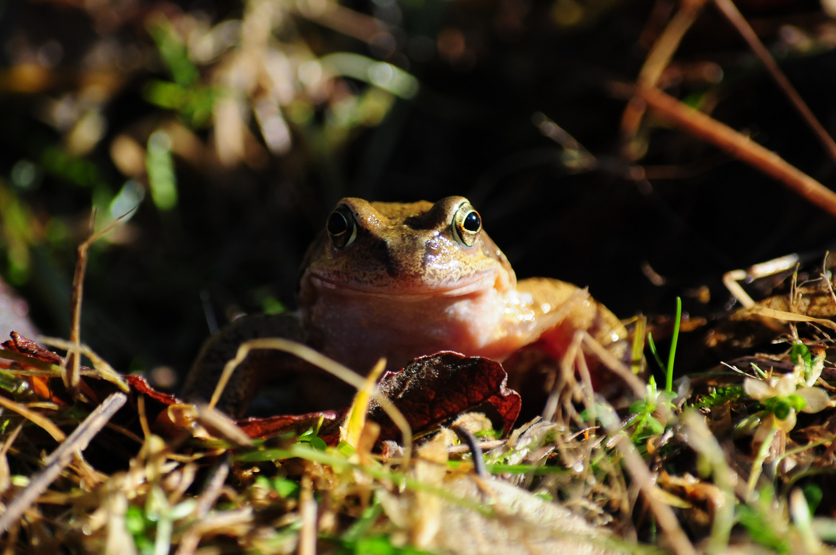 Kleiner Frosch Frontal