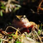 Kleiner Frosch Frontal