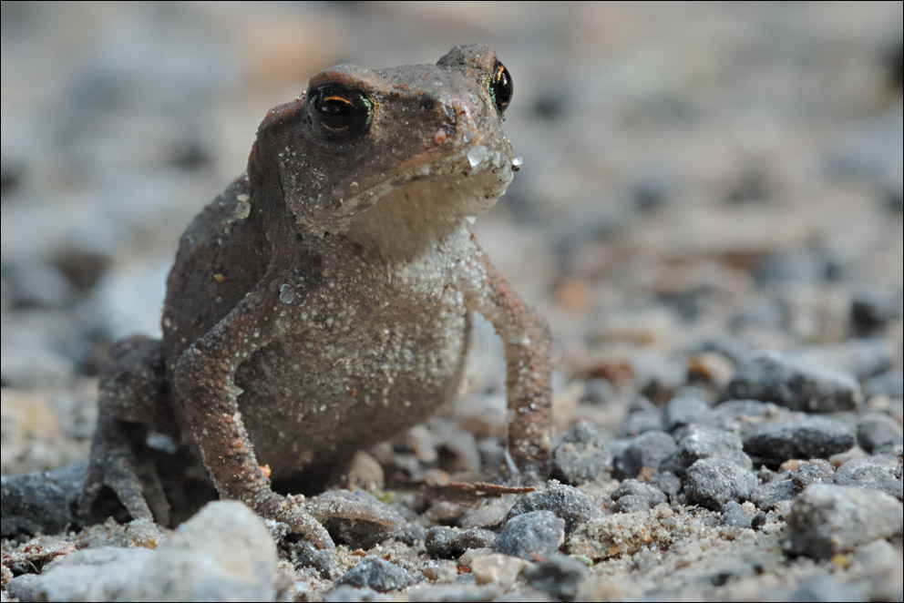 Kleiner Frosch ganz groß