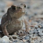 Kleiner Frosch ganz groß