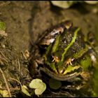 kleiner Frosch ganz groß