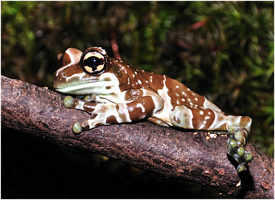 "Kleiner Frosch ganz groß!"