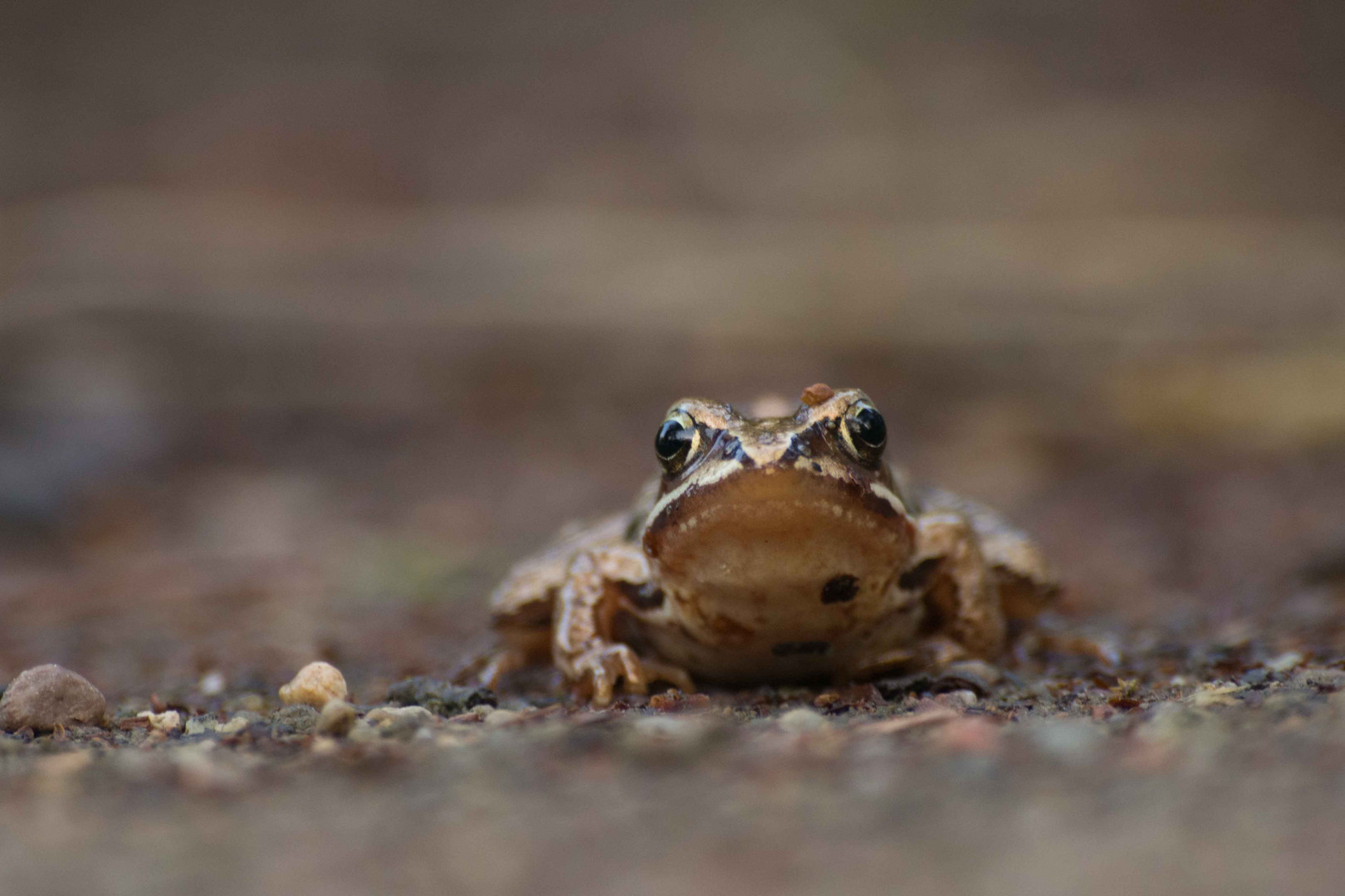 Kleiner Frosch - ganz groß