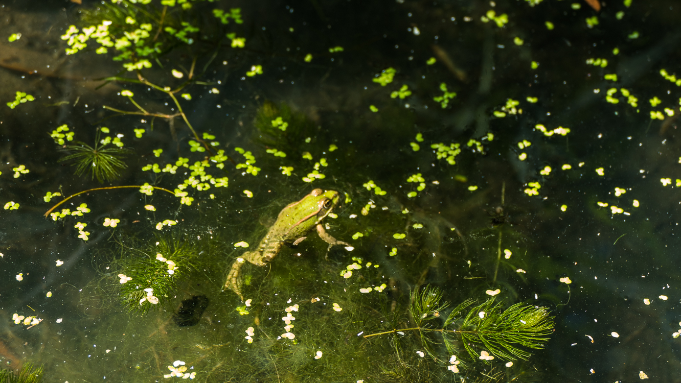 Kleiner Frosch im Blütenteich.