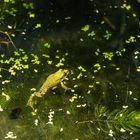 Kleiner Frosch im Blütenteich.