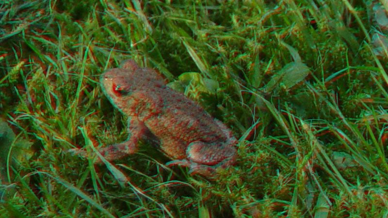 Kleiner Frosch im Garten Foto & Bild stereoskopische raumbilder