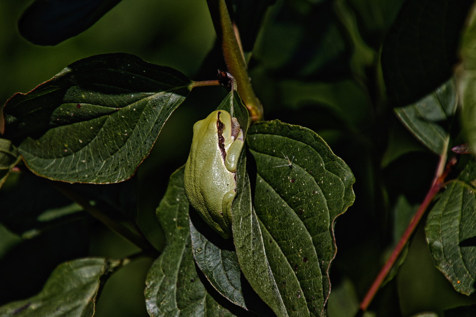 Kleiner Frosch im Geäst