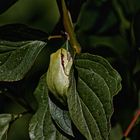 Kleiner Frosch im Geäst