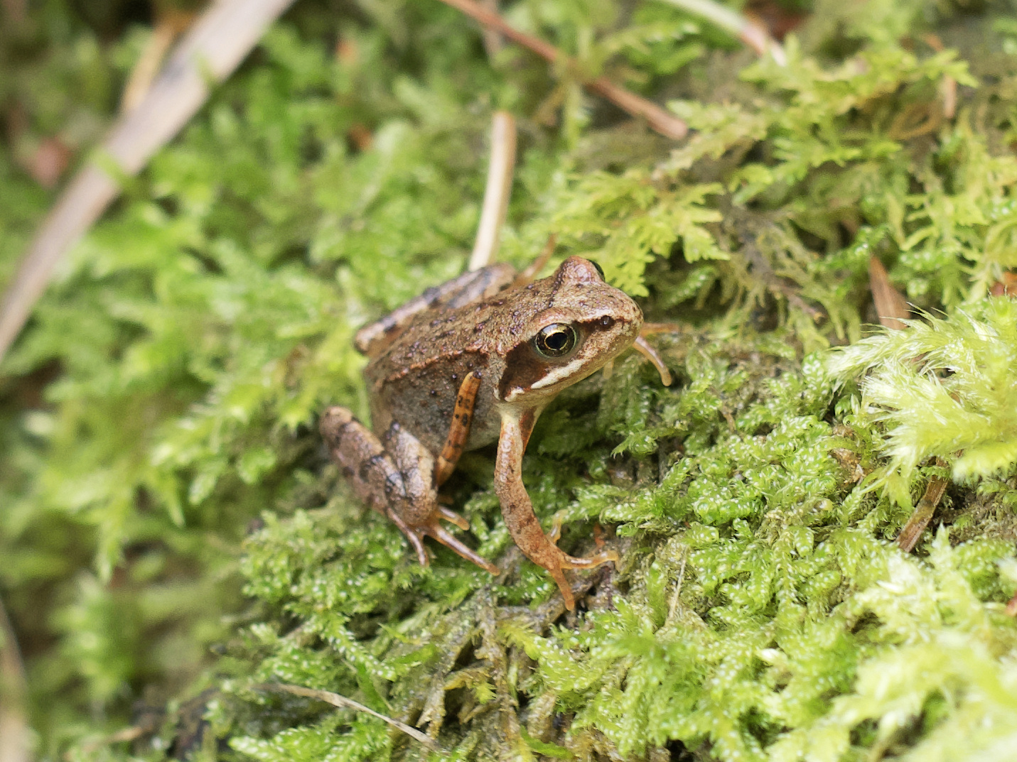 kleiner Frosch im Walde....