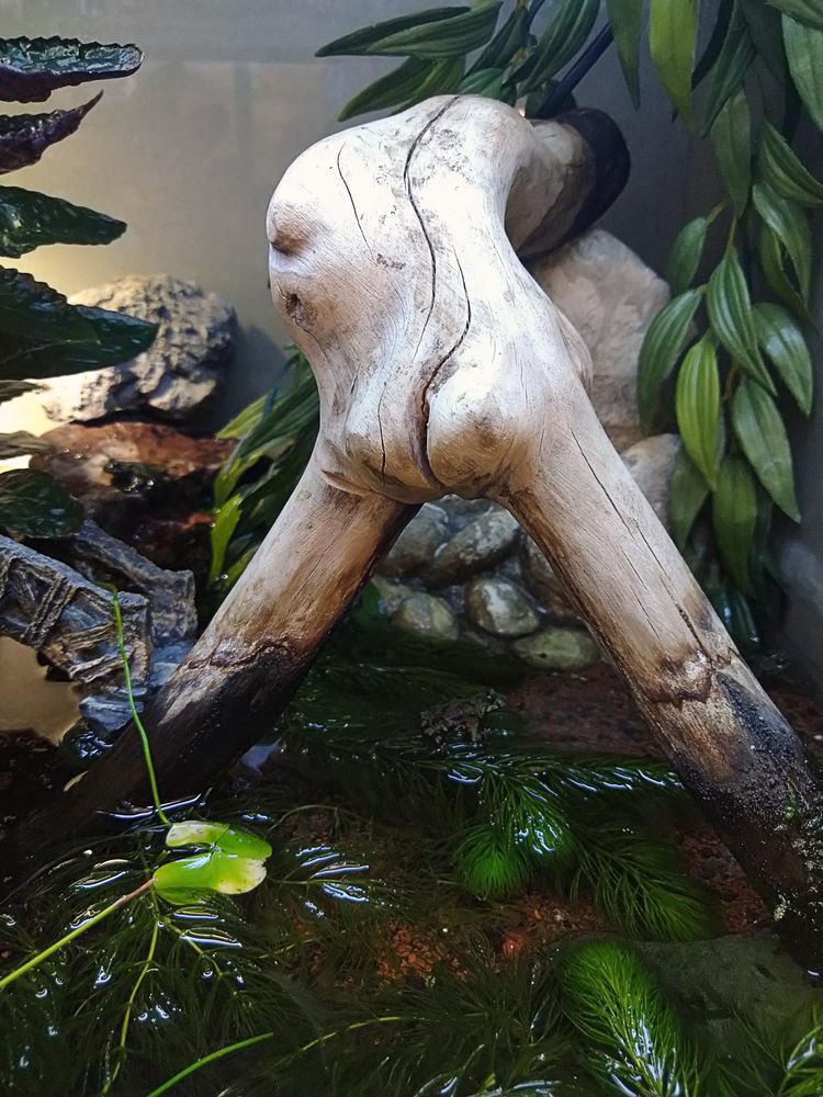 Kleiner Frosch in einem Terrarium