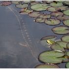 Kleiner Frosch in großer Bedrängnis