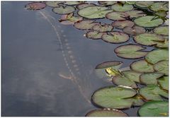 Kleiner Frosch in großer Bedrängnis