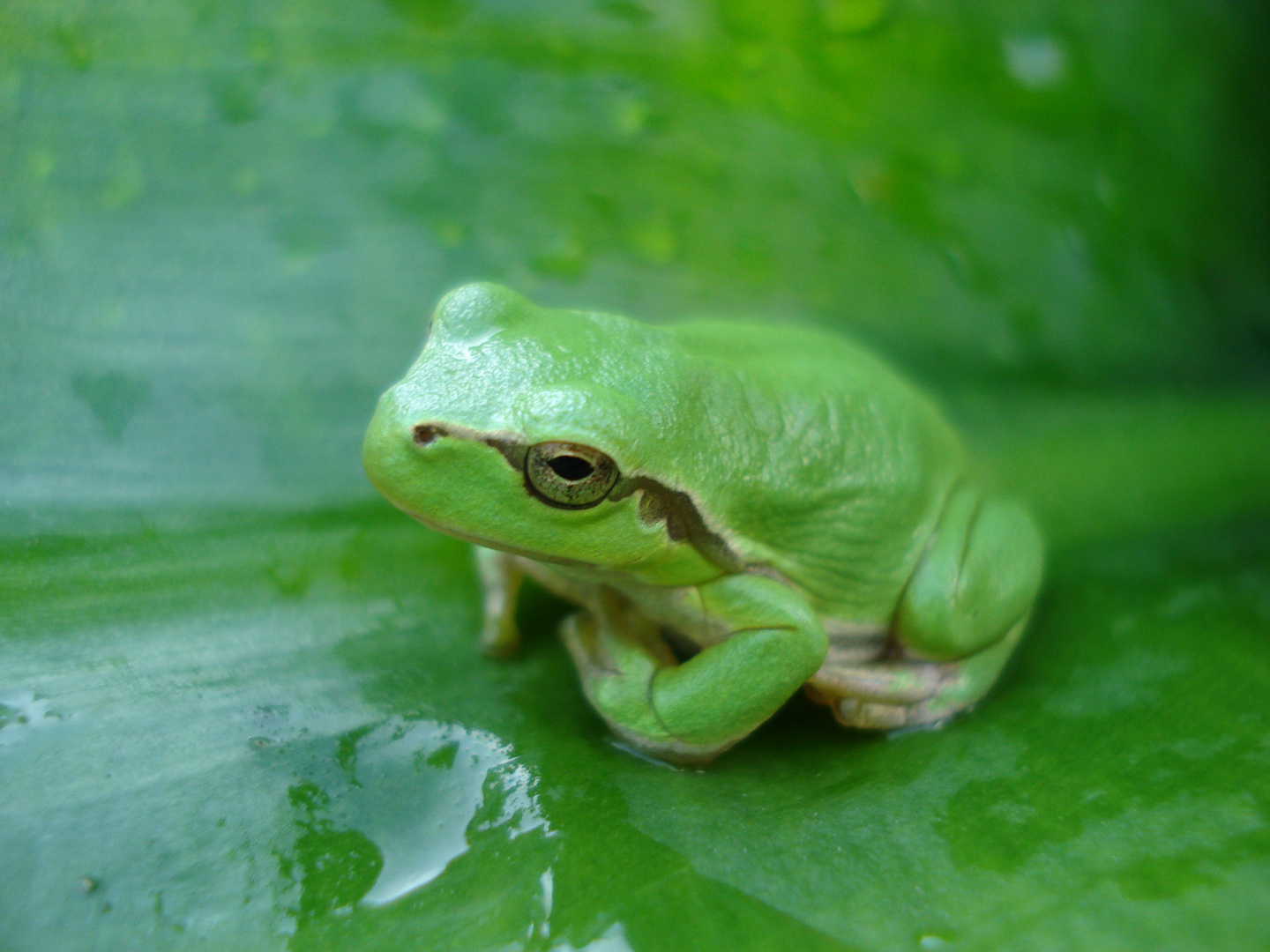 Kleiner Frosch - Jahrgang 2009