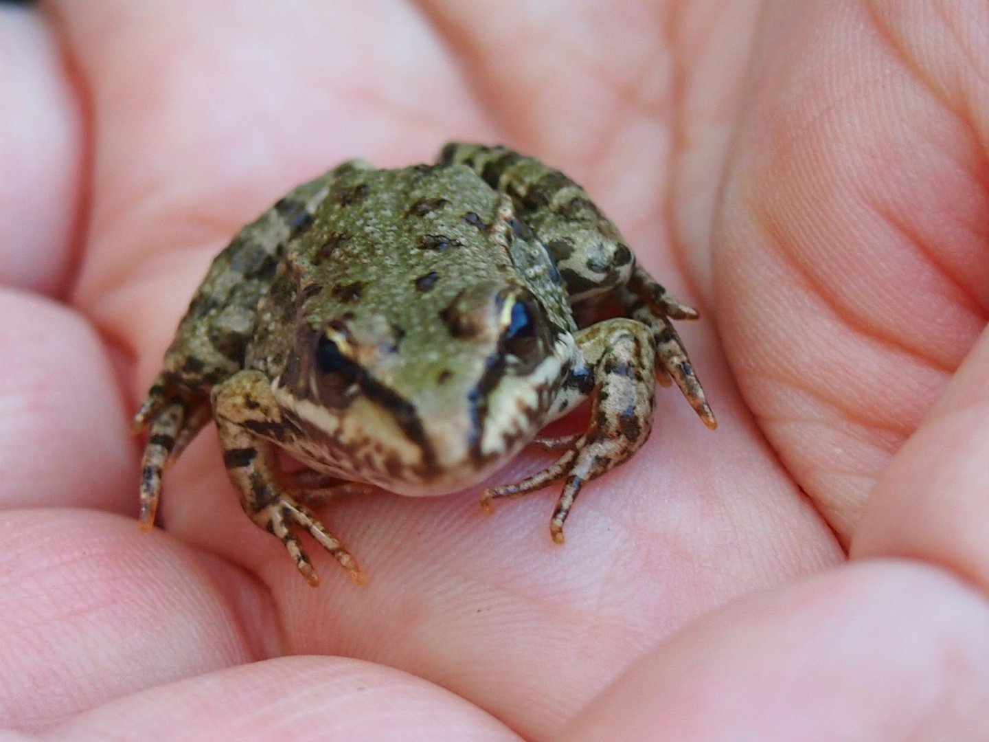 Kleiner Frosch, kleine Hand