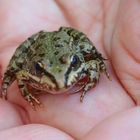 Kleiner Frosch, kleine Hand