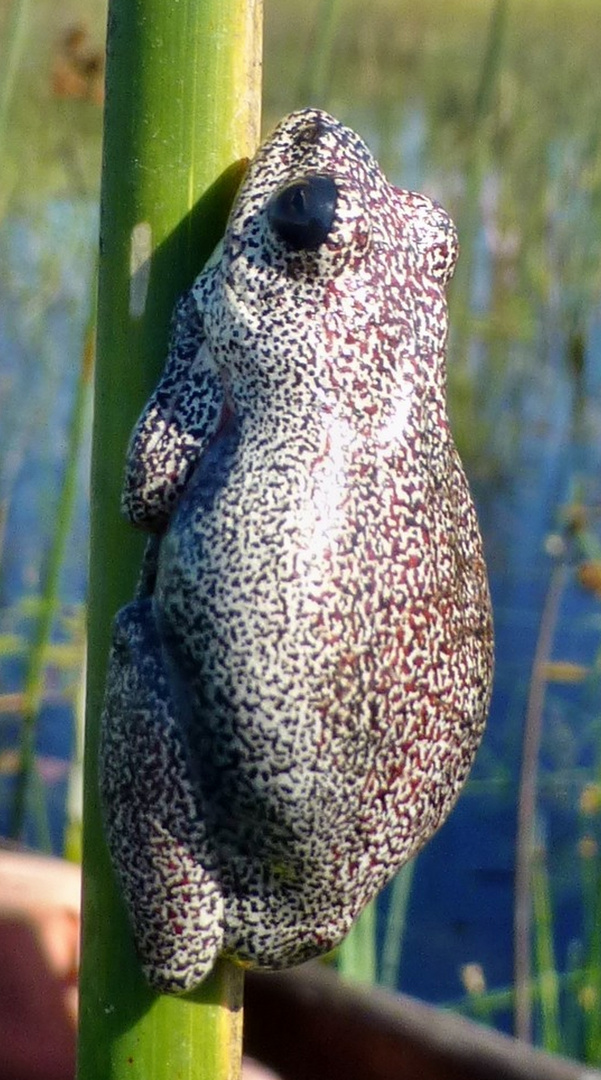 Kleiner Frosch mit großer Klappe